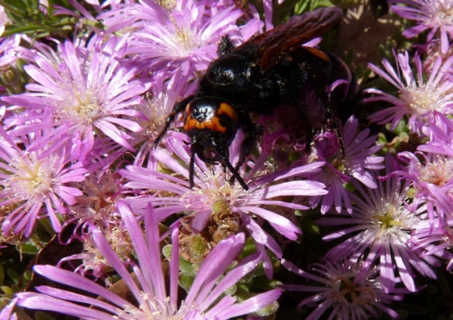 Megascolia maculata flavifrons sui fiori del giardino